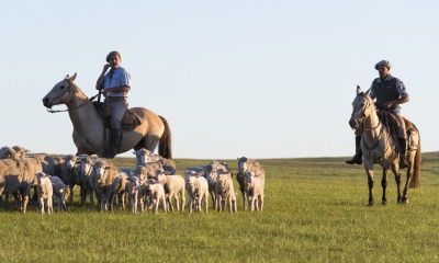 herdingsheep uruguay